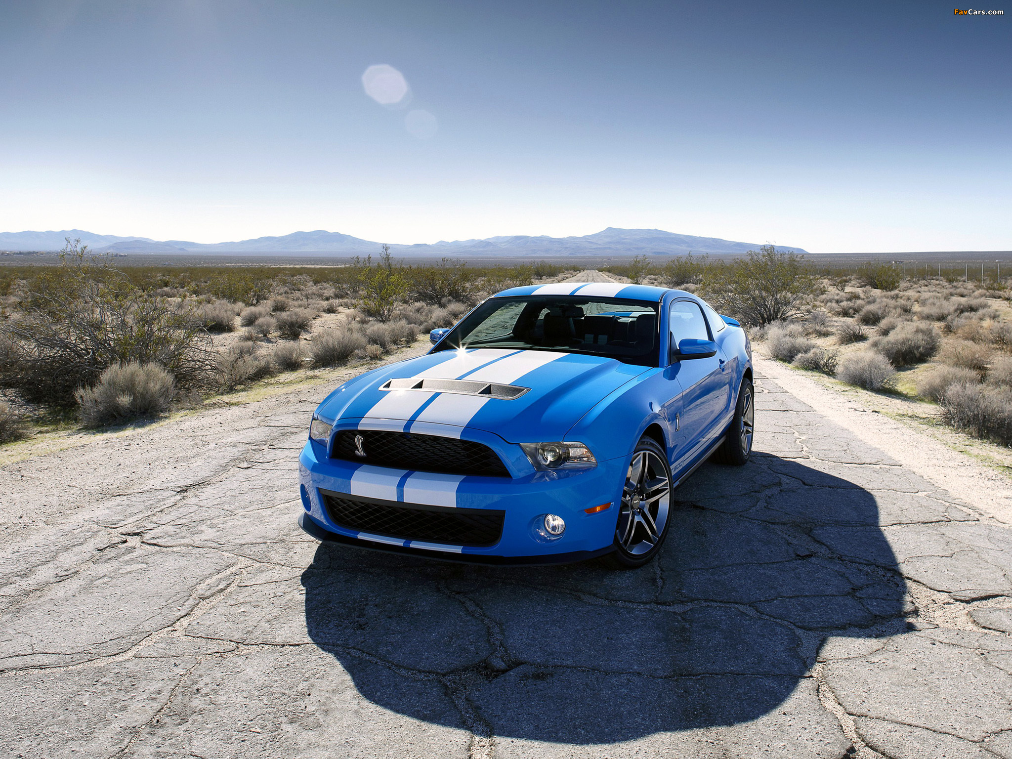 Pictures of Shelby GT500 2009–10 (2048 x 1536)