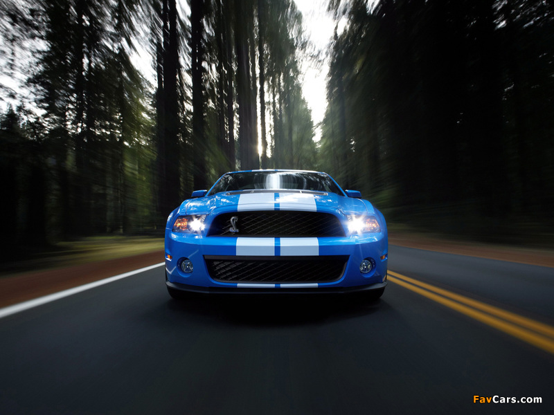 Shelby GT500 2009–10 images (800 x 600)