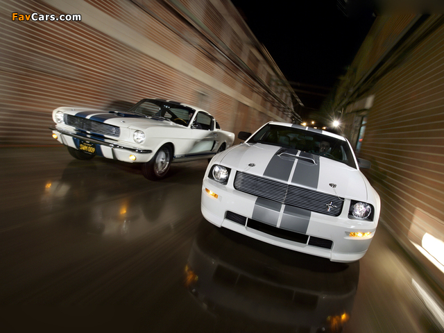Pictures of Shelby (640 x 480)